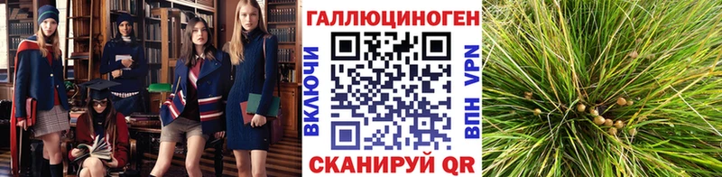 MEGA ссылки  Верея  Псилоцибиновые грибы Psilocybine cubensis 